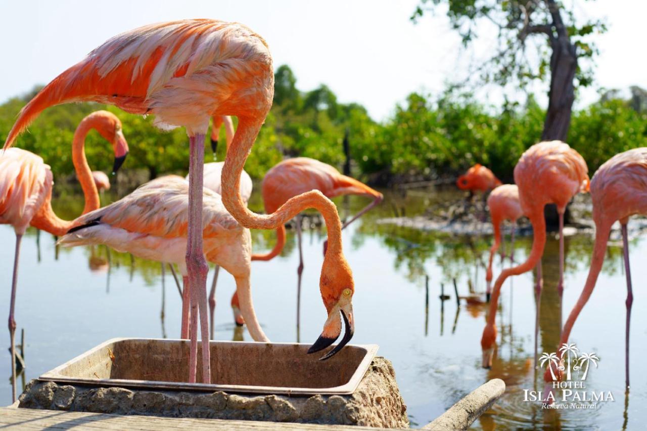 Hotel Isla Palma Reserva Natural Экстерьер фото